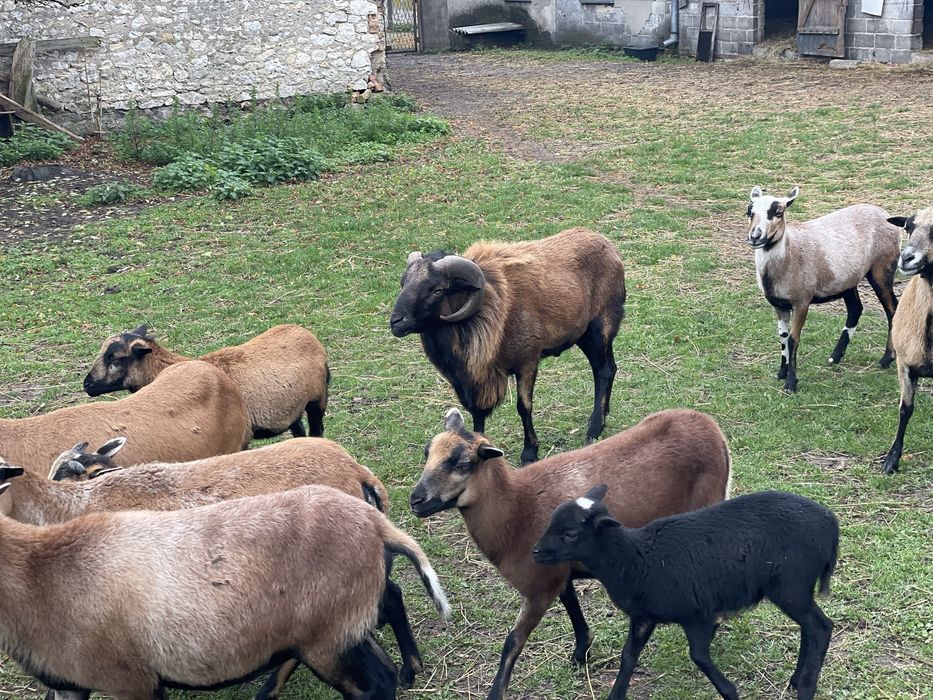 Baran tryk kamerun owca kameruńska młody