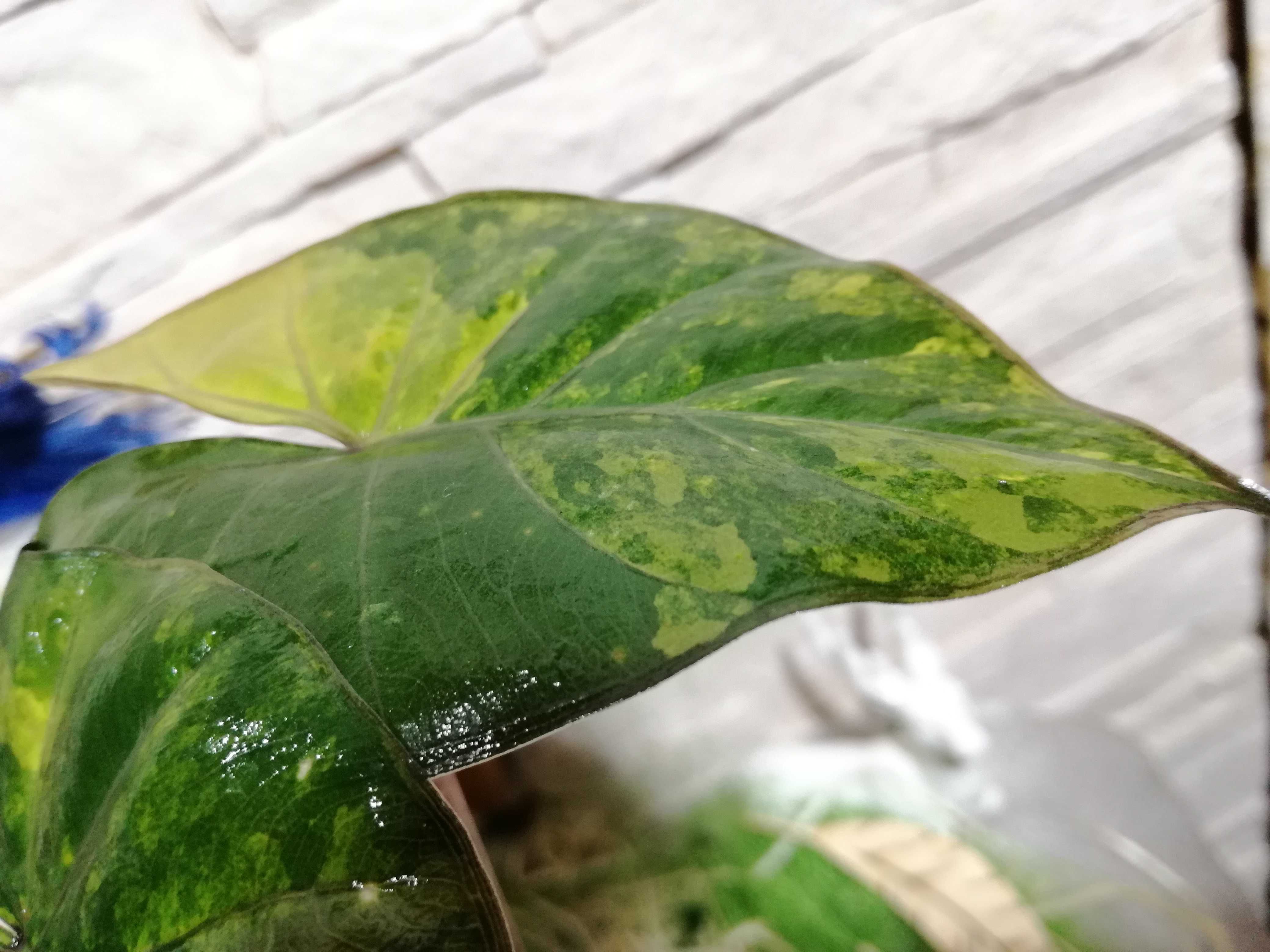 INTERNATION. Alocasia Yucatana Princess Variegata philodendron alokazj