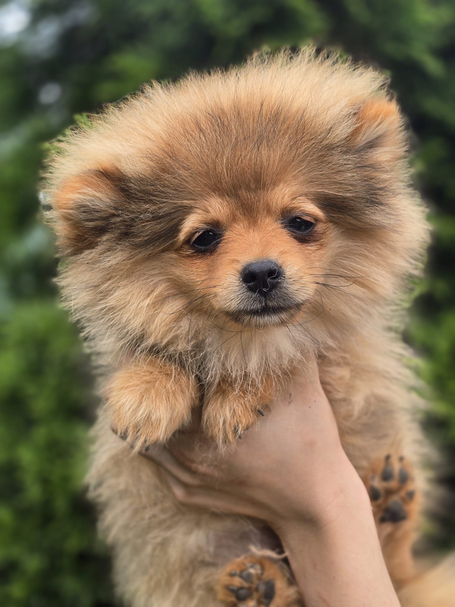 Szpic miniaturowy POMERANIAN suczka metryka chip Do odbioru