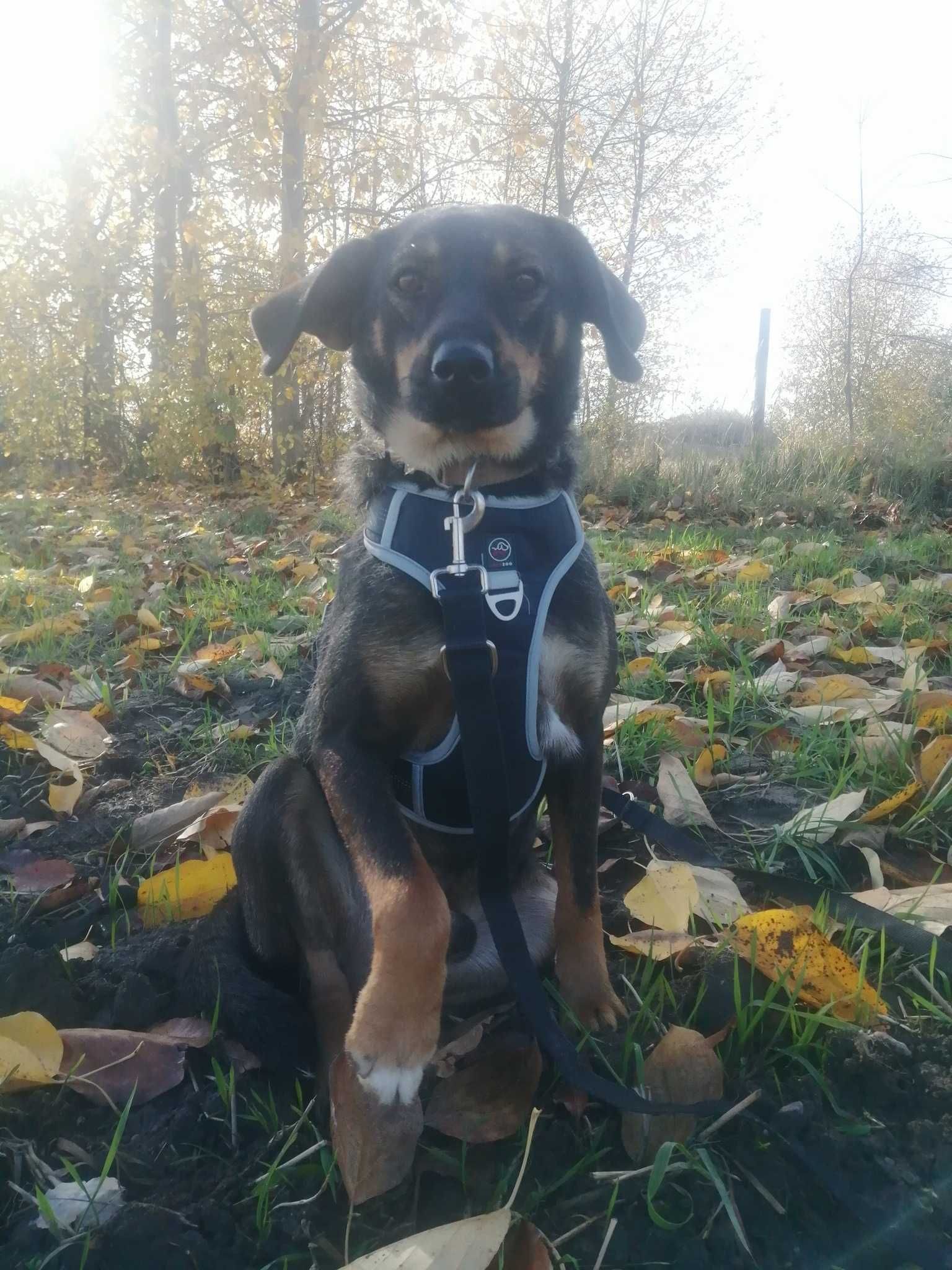 Szaruś - niewidoczny słodziak szuka nowej rodziny ADOPCJA