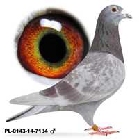 Młode 2024 Para nr 22, ORYG. A.M Wiosna gołąb gołębie pocztowe