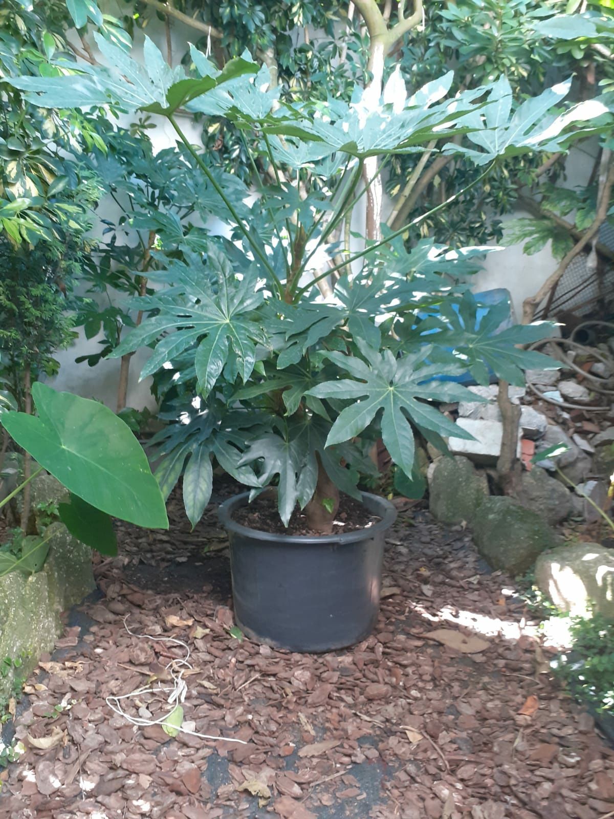 Planta  - Fatsia japonica