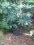 Planta  - Fatsia japonica