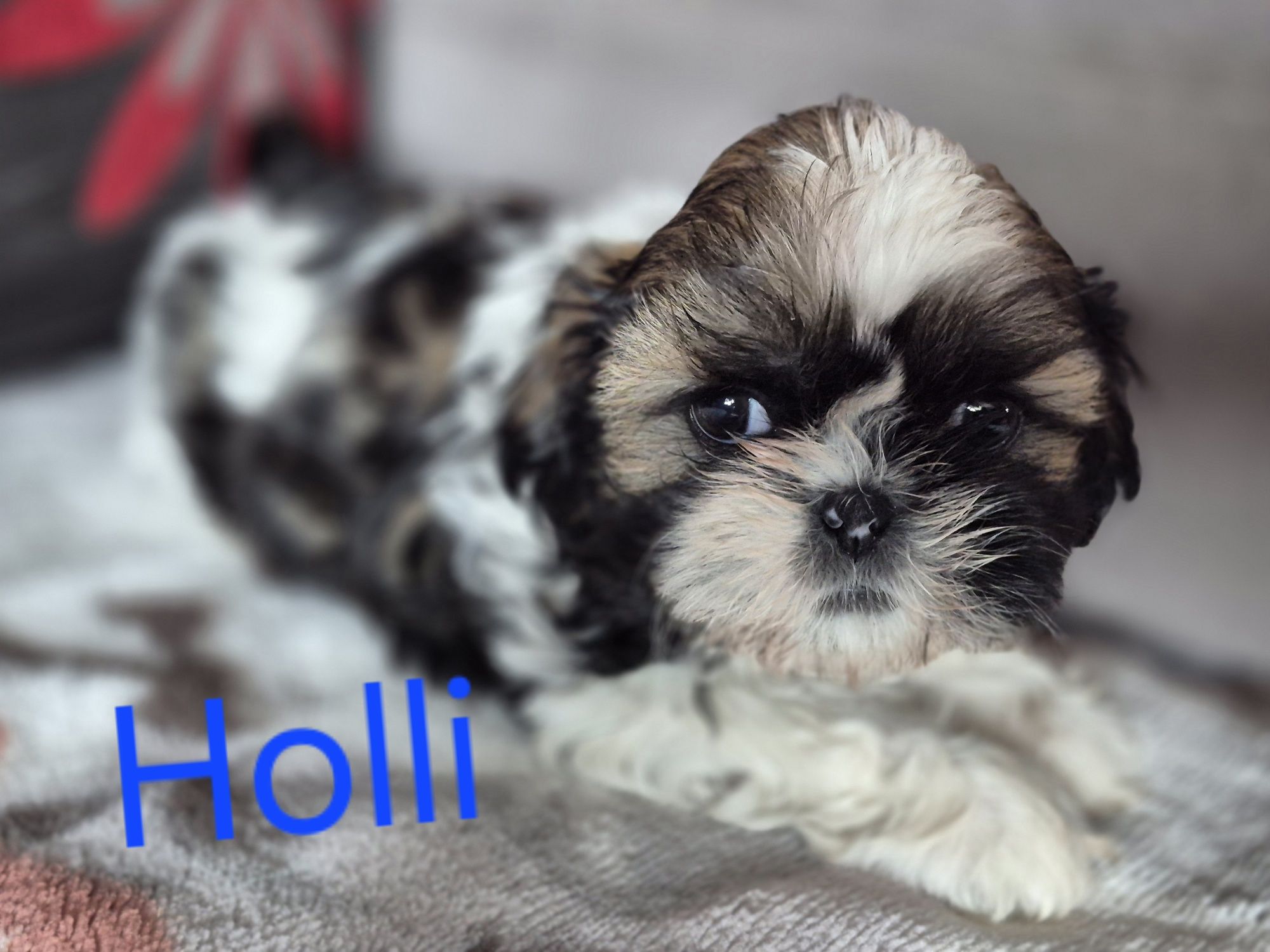 Śliczna  Shih tzu