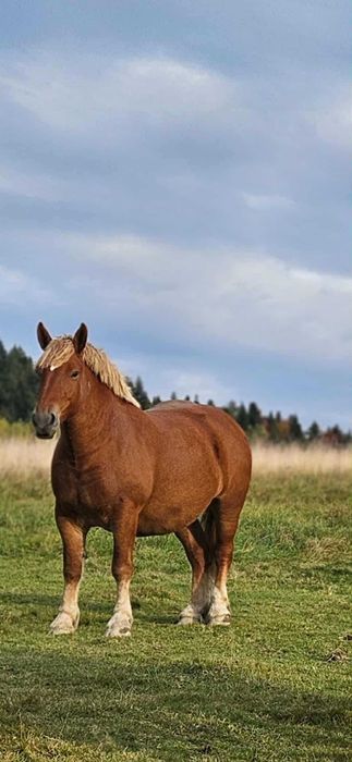 Sprzedam kobyły źrebne