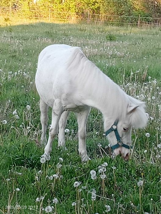 Sprzedam klacz -kucyk