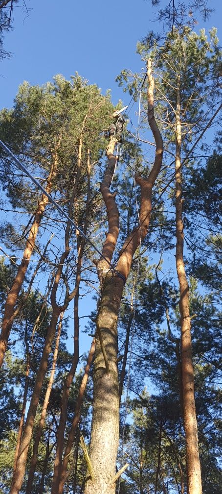 Wycinka i pielegnacja drzew Czyszczenie działek