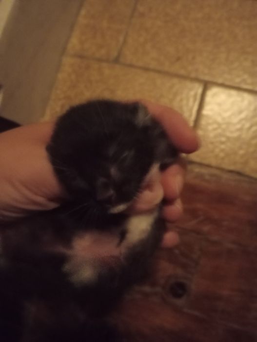 4 crias de gatos bebés