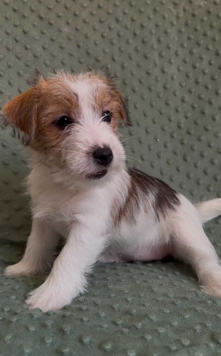 Jack Russell Terrier Hope śliczna suczka FCI ZKwP