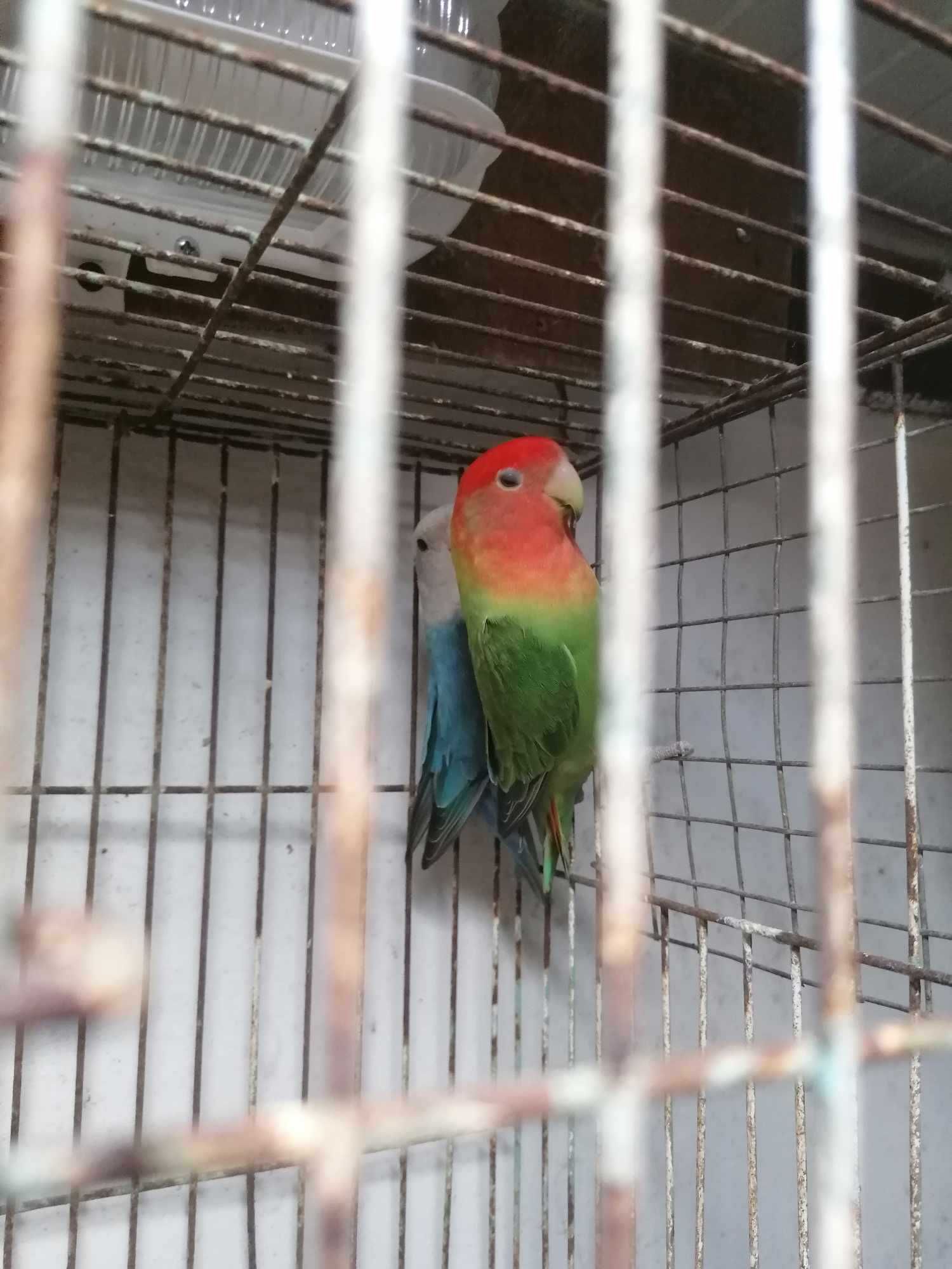 Pássaros para vender
