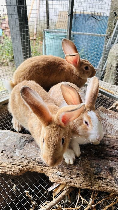 Vendo Coelhos machos e fêmeas