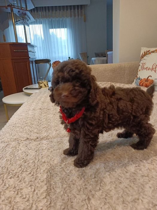 Sprzedam pudelka miniaturowego czekoladową suczkę