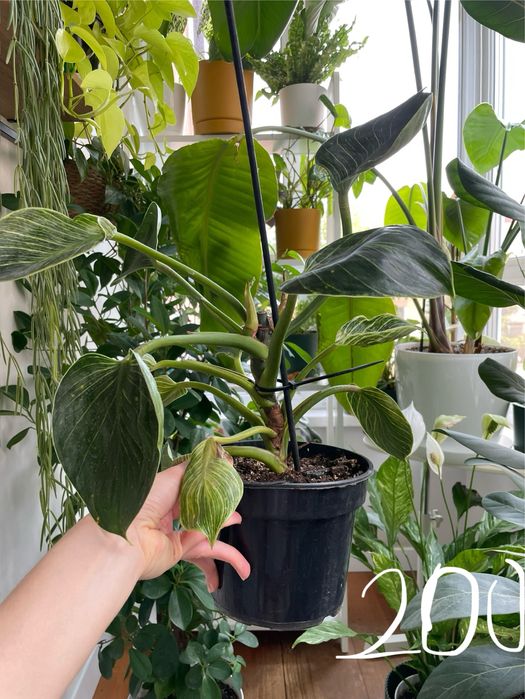 Філодендрон Біркін philodendron birkin