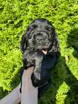 Cocker spaniel angielski piesek
