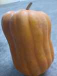 Abóbora menina cor de laranja