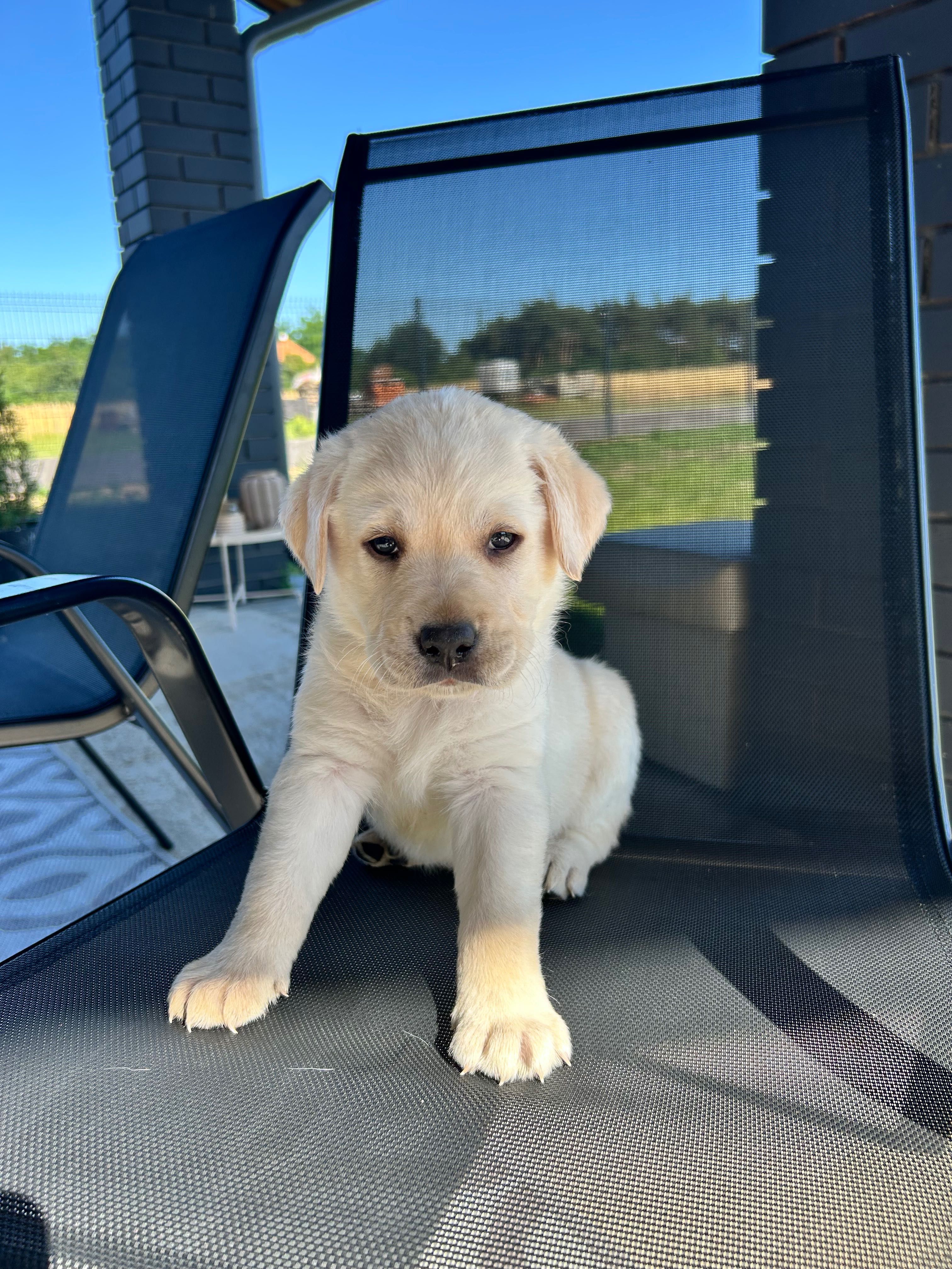 Labrador retriever pies