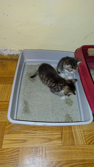 Oddam w dobre ręce kocięta