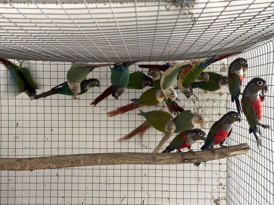 Pyrrhuras para venda