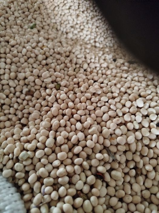 Łubin biały gorzki