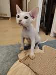 Devon rex białe kędziorki