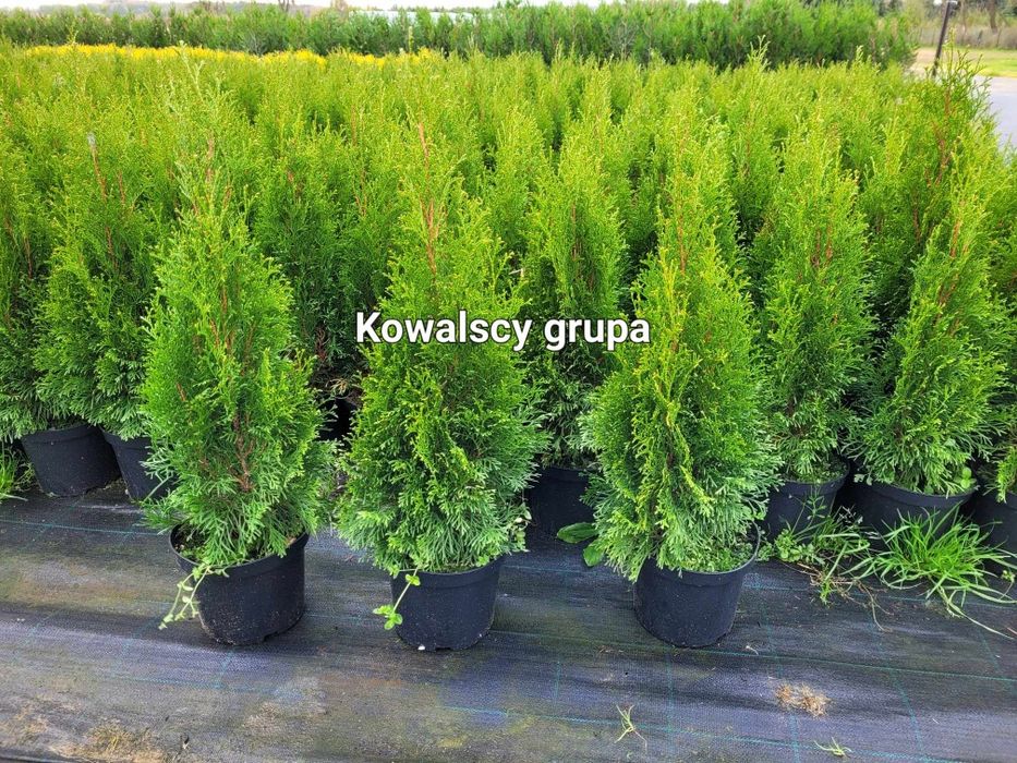 Tuja Szmaragd 80cm Thuja smaragd C3 Paszport