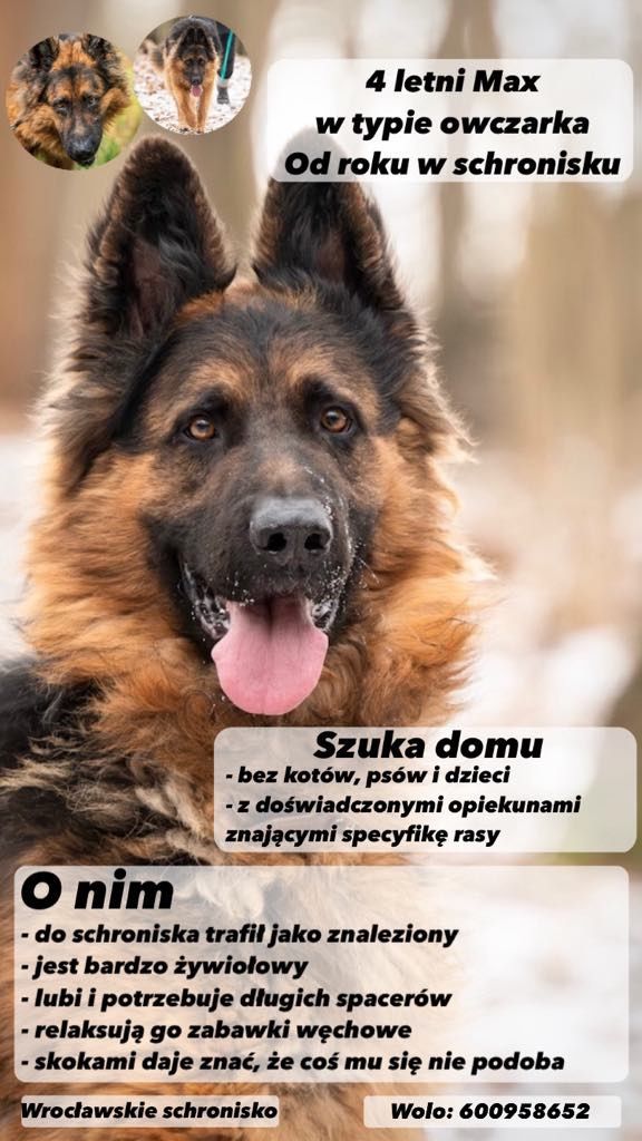 Młody Max ONek do adopcji!