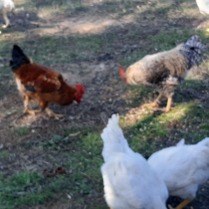 Galos caseiros pica no chão