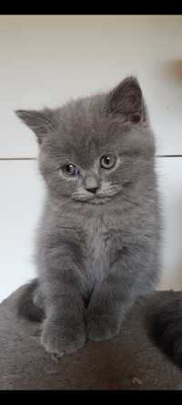 Cudowne Kocięta Kotki i Kocurki Brytyjskie Niebieskie Krótkowłose