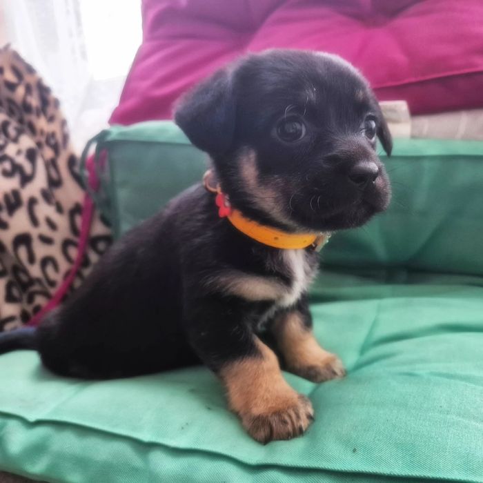 Прилаштовуються цуцики! Безкоштовна доставка та стерилізація за віком!