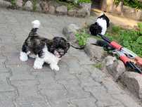 Piesek tricolor Shih tzu gotow do zmiany domku
