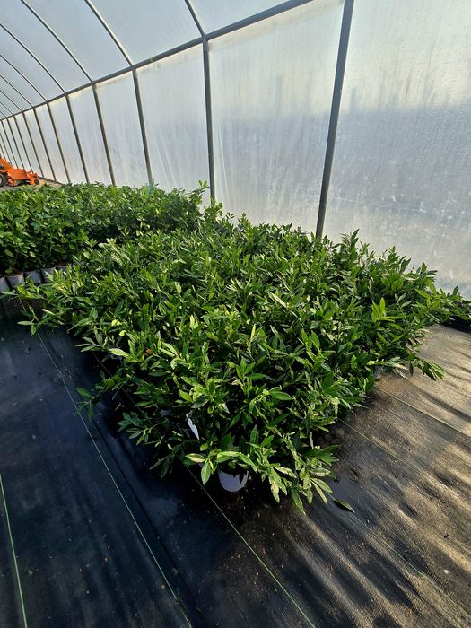 Laurowisnia Novita, Etna ,Otto  Luyken
Zapraszamy 
Zawichost ul.Trojca