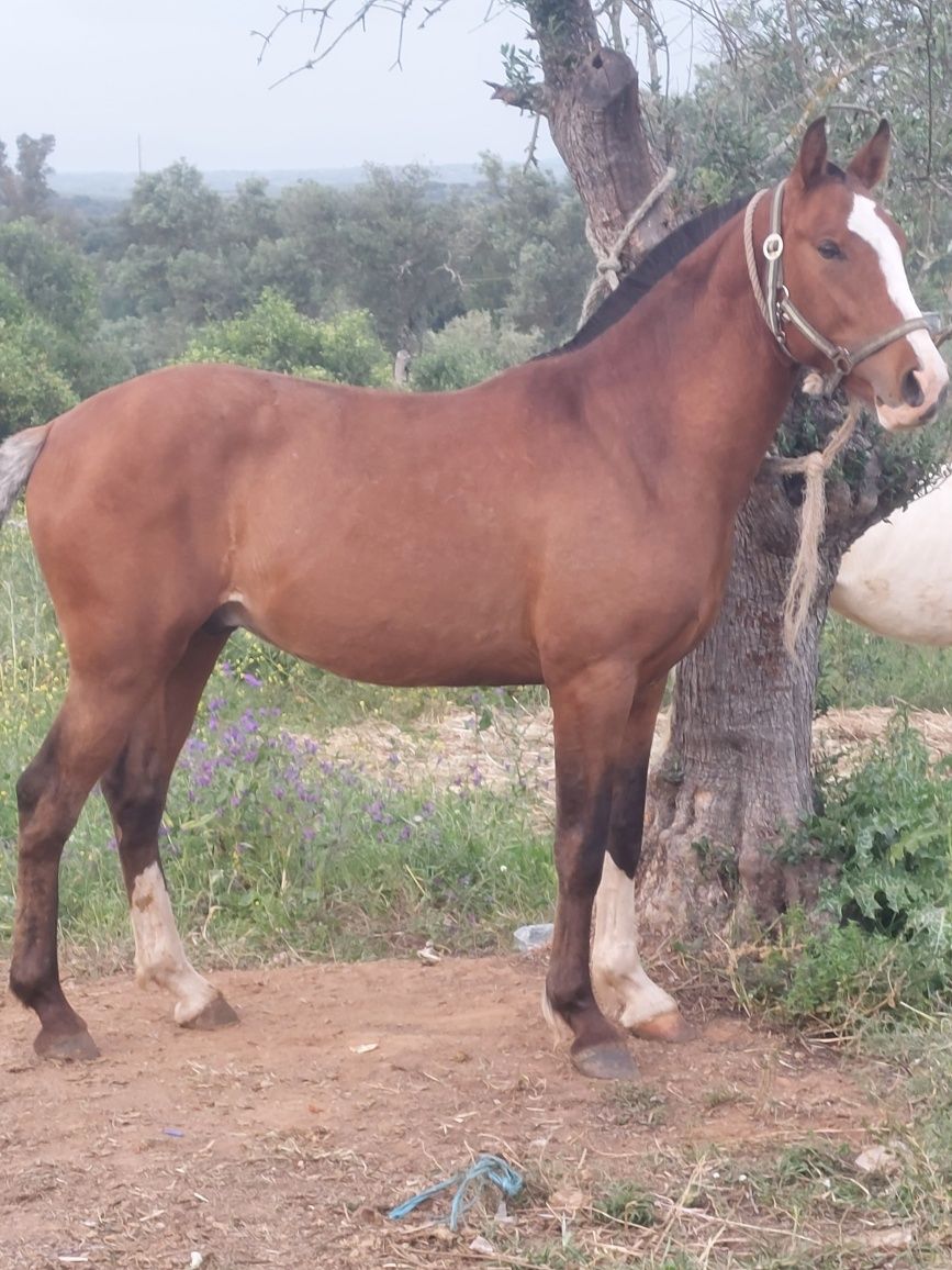 Cavalos lusitano