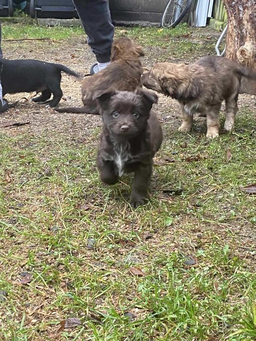 Pieski szczeniaki (mieszaniec) Za Darmo