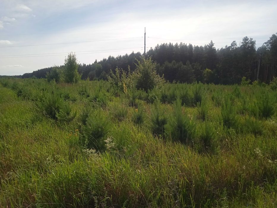 Продам сосну в комі