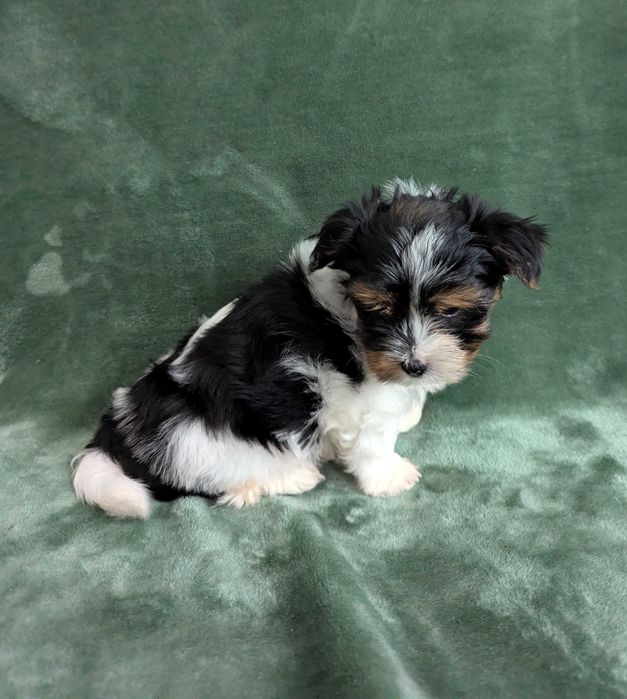 Piesek Yorkshire Terrier Biewer