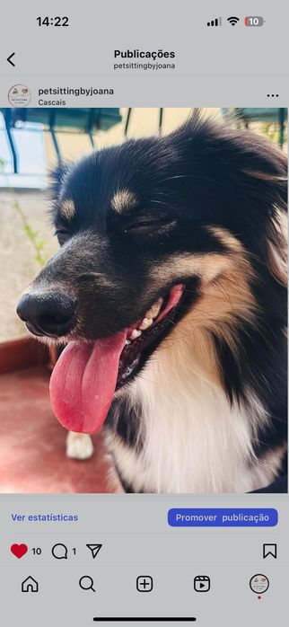 Pet sitting acessível: estadias, visitas, passeios e pet táxi.