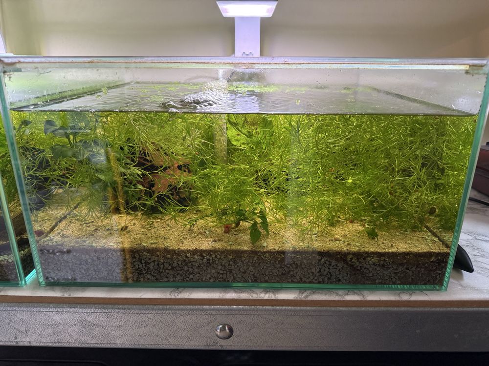 Akwarium zbrojniki herem 2+1 korzeń rośliny