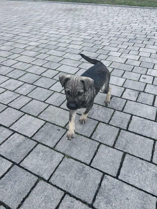 Oddam za darmo szczenię labradora