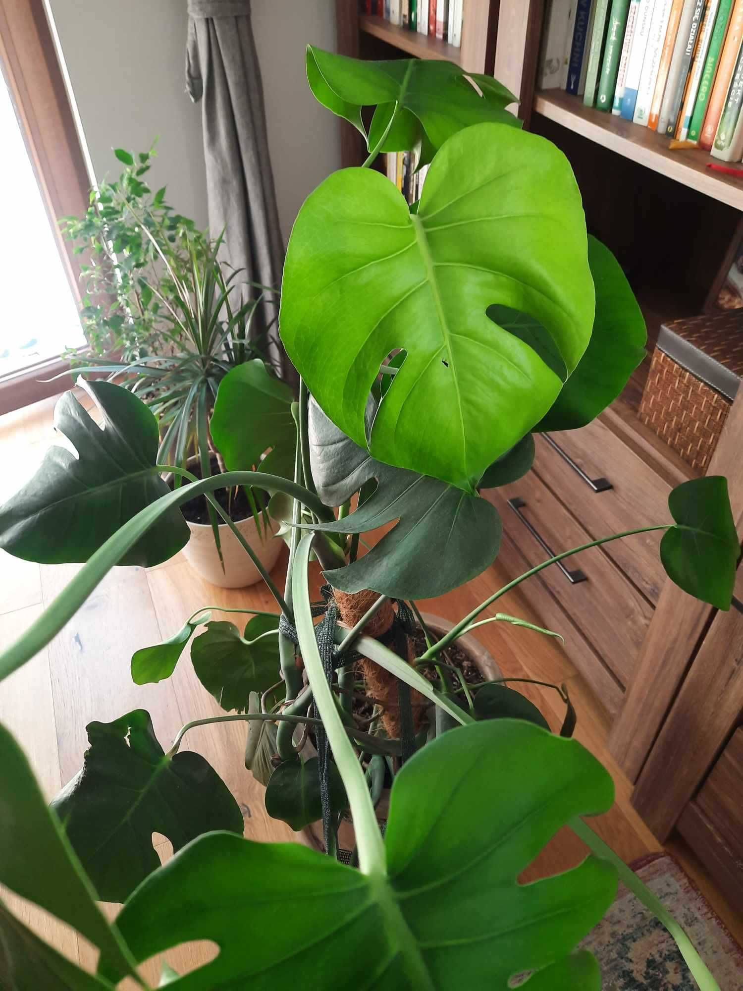 Monstera piękna i zadbana 100 cm