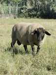 Macho 80% suffolk 2 anos