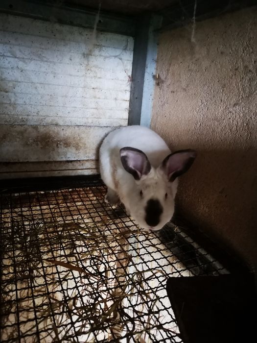 Coelhos raça California