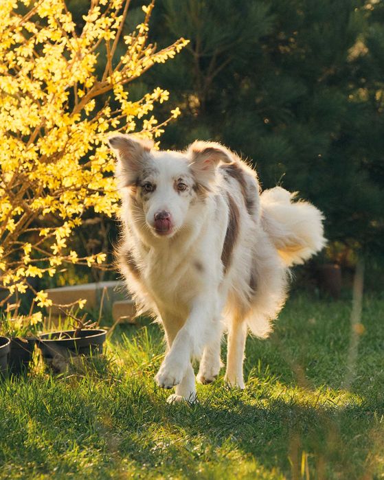 Border Collie ZKwP FCI zapowiedź miotu aktualizacja 30.09