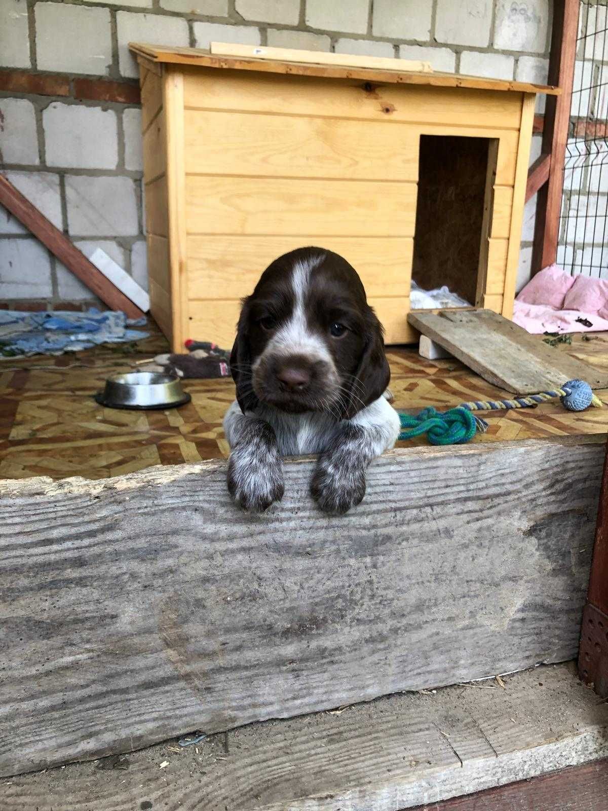 Szczenięta Polski Spaniel Myśliwski Czarty Borowe FCI