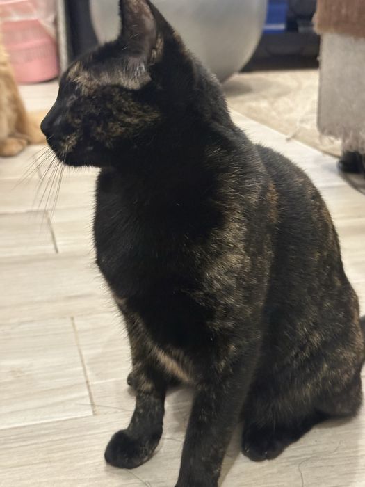 Gatinha tricolor Francisca para adoção responsavel