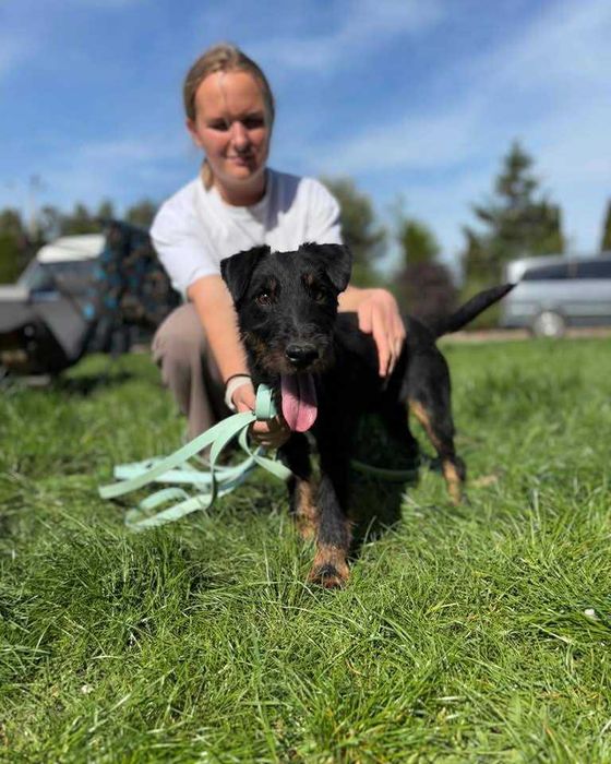 Jagger - energetyczny terrier szuka domu!