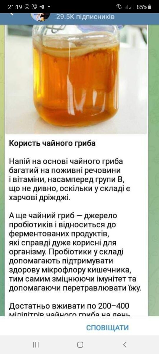 Чайний гриб камбуча