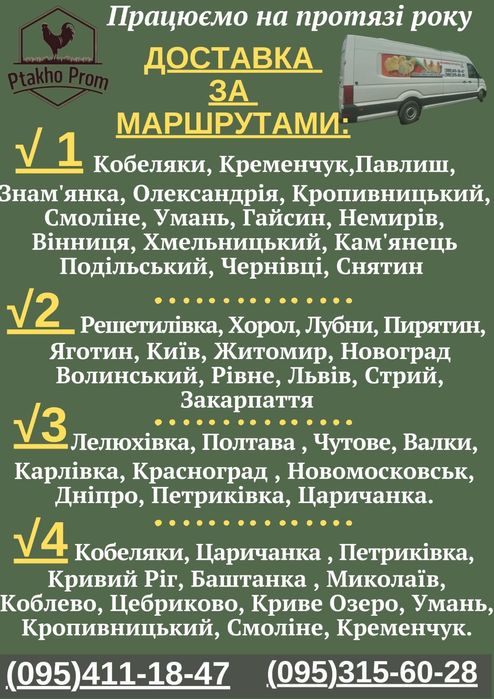 Муларди, каченята Стар-53, Голубий Фаворит