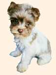 Chocoberry yorkshire terrier Izzy