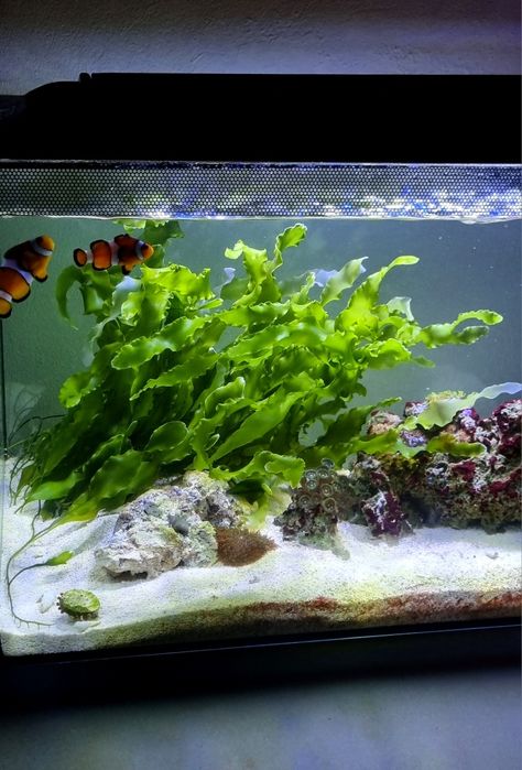 Macroalga Caulerpa Prolifera