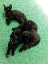 Gatinhos preto bebés doação